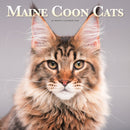 Maine Coon Cats Square Wall Sunday Start-9781529852233