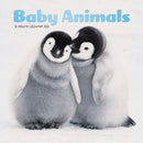 Baby Animals Square Mini Sunday Start Ca-9781529896404