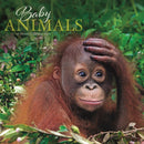 Baby Animals Square Wall Sunday Start Ca-9781529896411