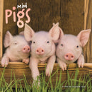 Mini Pigs Square Wall Sunday Start Calen-9781529897500