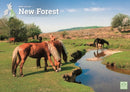 New Forest A4 Calendar 2026-9781529897548