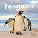 Penguins Square Wall Sunday Start Calend-9781529897876
