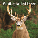 White Tailed Deer Square Wall Sunday Sta-9781529898545