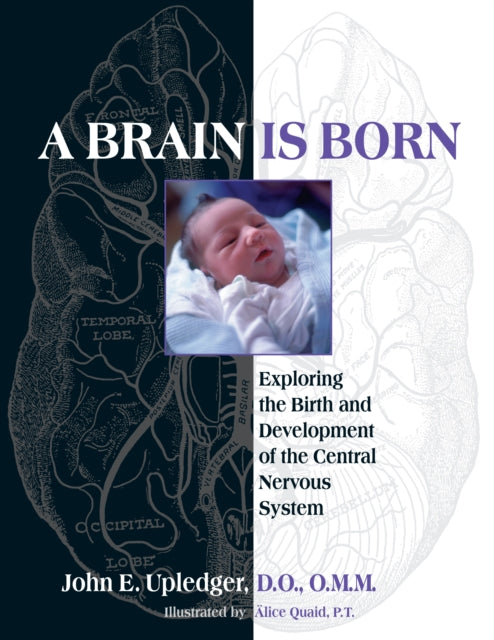 A Brain Is Born : Exploring the Birth and Development of the Central Nervous System-9781583943014