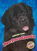Newfoundlands-9781626176140