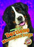 Bernese Mountain Dogs-9781626177390
