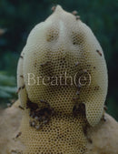 Breath(e): Toward Climate and Social Justice-9781636811376