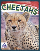 Cheetahs-9781637380642
