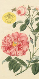 John Derian Paper Goods: Everything Roses Notepad-9781648291272