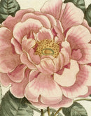 John Derian Picture Book II-9781648294167