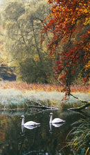 Swans of Faskally : Scotland-9781714675791