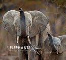 Let Elephants Roam-9781776433230