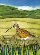 Wild Birds Pocket Notebook: Curlew-9781780279374