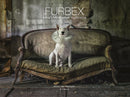 Furbex : A Dog's Life of Urban Exploration-9781781453322