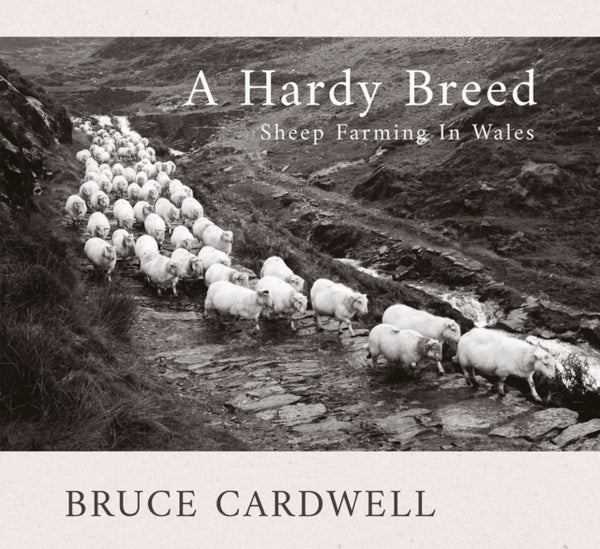 A Hardy Breed : Sheep Farming in Wales-9781781727218