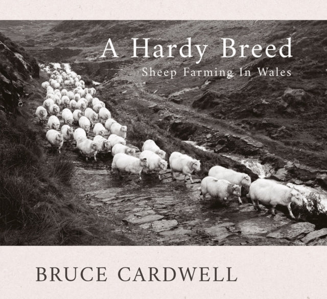 A Hardy Breed : Sheep Farming in Wales-9781781727218