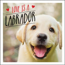 Love is a Labrador : A Lab-Tastic Celebration of the World's Favourite Dog-9781786859822