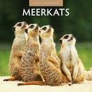 Meerkats 2025 Square Wall Calendar-9781804423981