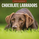 Chocolate Labradors 2025 Square Wall Calendar-9781804424476