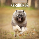 Keeshonds 2025 Square Wall Calendar-9781804424797