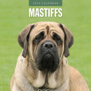 Mastiffs 2025 Square Wall Calendar-9781804424865
