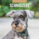 Schnauzer 2025 Square Wall Calendar-9781804425060