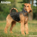 Airdale  Calendar 2026  Square Dog Breed Wall Calendar - 16 Month-9781804606018