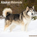 Alaskan Malamute Calendar 2026  Square Dog Breed Wall Calendar - 16 Month-9781804606032