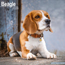 Beagle Calendar 2026  Square Dog Breed Wall Calendar - 16 Month-9781804606094