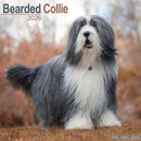 Bearded Collie Calendar 2026  Square Dog Breed Wall Calendar - 16 Month-9781804606100