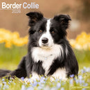 Border Collie Calendar 2026  Square Dog Breed Wall Calendar - 16 Month-9781804606155