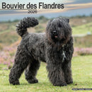 Bouvier Des Flandres (Euro) Calendar 2026  Square Dog Breed Wall Calendar - 16 Month-9781804606193