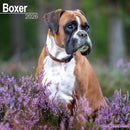 Boxer (Euro) Calendar 2026  Square Dog Breed Wall Calendar - 16 Month-9781804606209