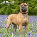 Bull Mastiff Calendar 2026  Square Dog Breed Wall Calendar - 16 Month-9781804606216