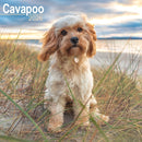 Cavapoo Calendar 2026 Square Dog Breed Wall Calendar - 16 Month-9781804606261
