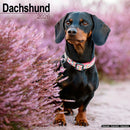 Dachshund Calendar 2026  Square Dog Breed Wall Calendar - 16 Month-9781804606322