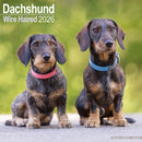 Wirehaired Dachshund Calendar 2026  Square Dog Breed Wall Calendar - 16 Month-9781804606346