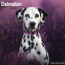 Dalmatian Calendar 2026  Square Dog Breed Wall Calendar - 16 Month-9781804606353