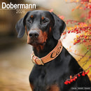 Dobermann (Euro) Calendar 2026  Square Dog Breed Wall Calendar - 16 Month-9781804606360