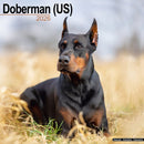 Doberman (Us) Calendar 2026  Square Dog Breed Wall Calendar - 16 Month-9781804606377