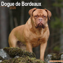Dogue De Bordeaux Calendar 2026  Square Dog Breed Wall Calendar - 16 Month-9781804606384