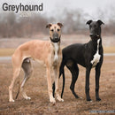 Greyhound Calendar 2026 Square Dog Breed Wall Calendar - 16 Month-9781804606520