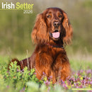 Irish Setter Calendar 2026  Square Dog Breed Wall Calendar - 16 Month-9781804606537