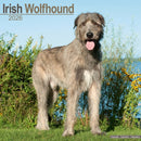 Irish Wolfhound Calendar 2026  Square Dog Breed Wall Calendar - 16 Month-9781804606544