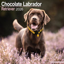 Chocolate Labrador Retriever Calendar 2026  Square Dog Breed Wall Calendar - 16 Month-9781804606599