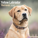 Labrador Retriever (Yellow) Calendar 2026  Square Dog Breed Wall Calendar - 16 Month-9781804606629