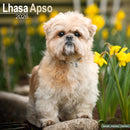 Lhasa Apso Calendar 2026  Square Dog Breed Wall Calendar - 16 Month-9781804606643