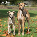 Lurcher Calendar 2026  Square Dog Breed Wall Calendar - 16 Month-9781804606650