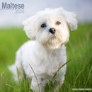 Maltese Calendar 2026  Square Dog Breed Wall Calendar - 16 Month-9781804606667