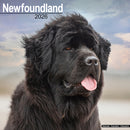 Newfoundland Calendar 2026  Square Dog Breed Wall Calendar - 16 Month-9781804606681